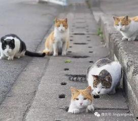 娱乐吃瓜酱流浪猫